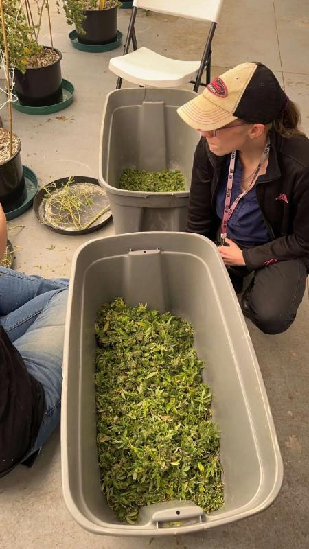 Escort available for hookup and sell drugs and nice strains